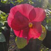 ヒメ日記 2025/02/23 14:00 投稿 愛沢みゆ アラフォーna奥様 アラフィフna奥様（埼玉ハレ系）