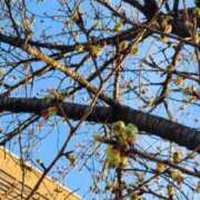 ヒメ日記 2025/02/25 19:45 投稿 愛沢みゆ アラフォーna奥様 アラフィフna奥様（埼玉ハレ系）