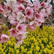 ヒメ日記 2025/02/26 21:57 投稿 愛沢みゆ アラフォーna奥様 アラフィフna奥様（埼玉ハレ系）