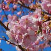 ヒメ日記 2025/03/01 16:01 投稿 愛沢みゆ アラフォーna奥様 アラフィフna奥様（埼玉ハレ系）