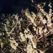 ヒメ日記 2025/03/01 18:45 投稿 愛沢みゆ アラフォーna奥様 アラフィフna奥様（埼玉ハレ系）