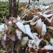 ヒメ日記 2025/03/03 17:23 投稿 愛沢みゆ アラフォーna奥様 アラフィフna奥様（埼玉ハレ系）