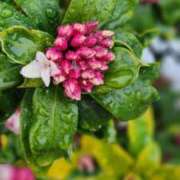 ヒメ日記 2025/03/05 12:31 投稿 愛沢みゆ アラフォーna奥様 アラフィフna奥様（埼玉ハレ系）