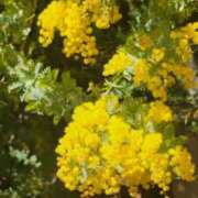 ヒメ日記 2025/03/12 07:01 投稿 愛沢みゆ アラフォーna奥様 アラフィフna奥様（埼玉ハレ系）