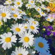 ヒメ日記 2025/03/17 07:09 投稿 愛沢みゆ アラフォーna奥様 アラフィフna奥様（埼玉ハレ系）