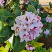 ヒメ日記 2025/03/19 18:45 投稿 愛沢みゆ アラフォーna奥様 アラフィフna奥様（埼玉ハレ系）