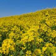 ヒメ日記 2025/03/24 13:00 投稿 愛沢みゆ アラフォーna奥様 アラフィフna奥様（埼玉ハレ系）