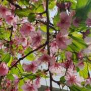 ヒメ日記 2025/03/26 13:15 投稿 愛沢みゆ アラフォーna奥様 アラフィフna奥様（埼玉ハレ系）