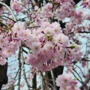 ヒメ日記 2025/03/29 07:00 投稿 愛沢みゆ アラフォーna奥様 アラフィフna奥様（埼玉ハレ系）