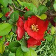 ヒメ日記 2025/03/30 07:00 投稿 愛沢みゆ アラフォーna奥様 アラフィフna奥様（埼玉ハレ系）