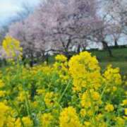 ヒメ日記 2025/03/31 12:15 投稿 愛沢みゆ アラフォーna奥様 アラフィフna奥様（埼玉ハレ系）