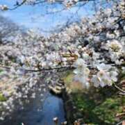 ヒメ日記 2025/04/01 07:00 投稿 愛沢みゆ アラフォーna奥様 アラフィフna奥様（埼玉ハレ系）