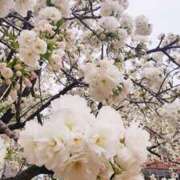 ヒメ日記 2025/04/04 09:32 投稿 愛沢みゆ アラフォーna奥様 アラフィフna奥様（埼玉ハレ系）