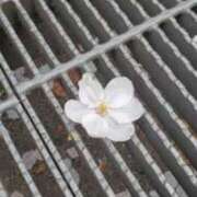 ヒメ日記 2025/04/13 07:01 投稿 愛沢みゆ アラフォーna奥様 アラフィフna奥様（埼玉ハレ系）