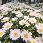 ヒメ日記 2025/04/15 19:00 投稿 愛沢みゆ アラフォーna奥様 アラフィフna奥様（埼玉ハレ系）