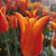 ヒメ日記 2025/04/20 07:00 投稿 愛沢みゆ アラフォーna奥様 アラフィフna奥様（埼玉ハレ系）