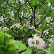 ヒメ日記 2025/04/23 07:00 投稿 愛沢みゆ アラフォーna奥様 アラフィフna奥様（埼玉ハレ系）