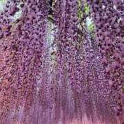 ヒメ日記 2025/04/25 07:00 投稿 愛沢みゆ アラフォーna奥様 アラフィフna奥様（埼玉ハレ系）