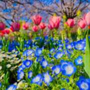 ヒメ日記 2025/04/26 07:01 投稿 愛沢みゆ アラフォーna奥様 アラフィフna奥様（埼玉ハレ系）