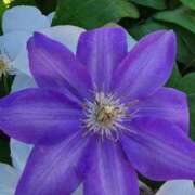 ヒメ日記 2025/05/05 07:00 投稿 愛沢みゆ アラフォーna奥様 アラフィフna奥様（埼玉ハレ系）