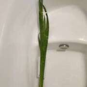 ヒメ日記 2025/05/05 19:01 投稿 愛沢みゆ アラフォーna奥様 アラフィフna奥様（埼玉ハレ系）