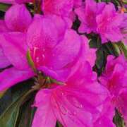 ヒメ日記 2025/05/10 07:00 投稿 愛沢みゆ アラフォーna奥様 アラフィフna奥様（埼玉ハレ系）