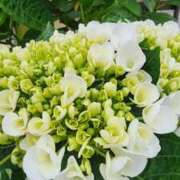 ヒメ日記 2025/05/25 07:01 投稿 愛沢みゆ アラフォーna奥様 アラフィフna奥様（埼玉ハレ系）