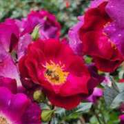 ヒメ日記 2025/05/28 12:03 投稿 愛沢みゆ アラフォーna奥様 アラフィフna奥様（埼玉ハレ系）