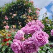 ヒメ日記 2025/05/31 07:00 投稿 愛沢みゆ アラフォーna奥様 アラフィフna奥様（埼玉ハレ系）