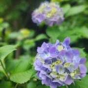 ヒメ日記 2025/06/03 07:00 投稿 愛沢みゆ アラフォーna奥様 アラフィフna奥様（埼玉ハレ系）