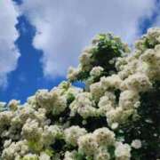 ヒメ日記 2025/06/05 07:00 投稿 愛沢みゆ アラフォーna奥様 アラフィフna奥様（埼玉ハレ系）