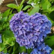 ヒメ日記 2025/06/08 19:00 投稿 愛沢みゆ アラフォーna奥様 アラフィフna奥様（埼玉ハレ系）