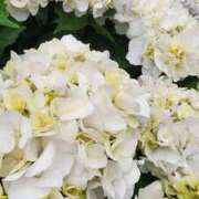 ヒメ日記 2025/06/11 07:00 投稿 愛沢みゆ アラフォーna奥様 アラフィフna奥様（埼玉ハレ系）