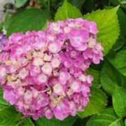 ヒメ日記 2025/06/11 19:01 投稿 愛沢みゆ アラフォーna奥様 アラフィフna奥様（埼玉ハレ系）