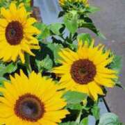 ヒメ日記 2025/06/19 07:00 投稿 愛沢みゆ アラフォーna奥様 アラフィフna奥様（埼玉ハレ系）