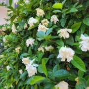 ヒメ日記 2025/06/29 07:00 投稿 愛沢みゆ アラフォーna奥様 アラフィフna奥様（埼玉ハレ系）