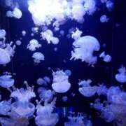 ヒメ日記 2025/07/07 07:00 投稿 愛沢みゆ アラフォーna奥様 アラフィフna奥様（埼玉ハレ系）