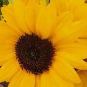 ヒメ日記 2025/07/12 07:00 投稿 愛沢みゆ アラフォーna奥様 アラフィフna奥様（埼玉ハレ系）