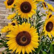 ヒメ日記 2025/07/13 07:00 投稿 愛沢みゆ アラフォーna奥様 アラフィフna奥様（埼玉ハレ系）