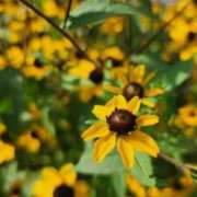 ヒメ日記 2025/07/30 07:00 投稿 愛沢みゆ アラフォーna奥様 アラフィフna奥様（埼玉ハレ系）