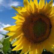 ヒメ日記 2025/08/06 07:00 投稿 愛沢みゆ アラフォーna奥様 アラフィフna奥様（埼玉ハレ系）