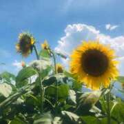 ヒメ日記 2025/08/07 07:00 投稿 愛沢みゆ アラフォーna奥様 アラフィフna奥様（埼玉ハレ系）