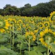 ヒメ日記 2025/08/09 07:00 投稿 愛沢みゆ アラフォーna奥様 アラフィフna奥様（埼玉ハレ系）