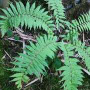 ヒメ日記 2025/08/15 07:00 投稿 愛沢みゆ アラフォーna奥様 アラフィフna奥様（埼玉ハレ系）