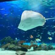 ヒメ日記 2025/08/23 07:00 投稿 愛沢みゆ アラフォーna奥様 アラフィフna奥様（埼玉ハレ系）