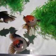 ヒメ日記 2025/08/31 07:00 投稿 愛沢みゆ アラフォーna奥様 アラフィフna奥様（埼玉ハレ系）