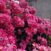 ヒメ日記 2025/09/19 07:02 投稿 愛沢みゆ アラフォーna奥様 アラフィフna奥様（埼玉ハレ系）