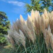 ヒメ日記 2025/09/27 07:00 投稿 愛沢みゆ アラフォーna奥様 アラフィフna奥様（埼玉ハレ系）