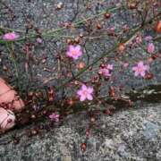 ヒメ日記 2025/09/30 07:01 投稿 愛沢みゆ アラフォーna奥様 アラフィフna奥様（埼玉ハレ系）