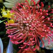 ヒメ日記 2025/10/09 07:00 投稿 愛沢みゆ アラフォーna奥様 アラフィフna奥様（埼玉ハレ系）